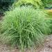 Trave: Miscanthus sinensis Little Zebra - patuljasta zebrina , slika1